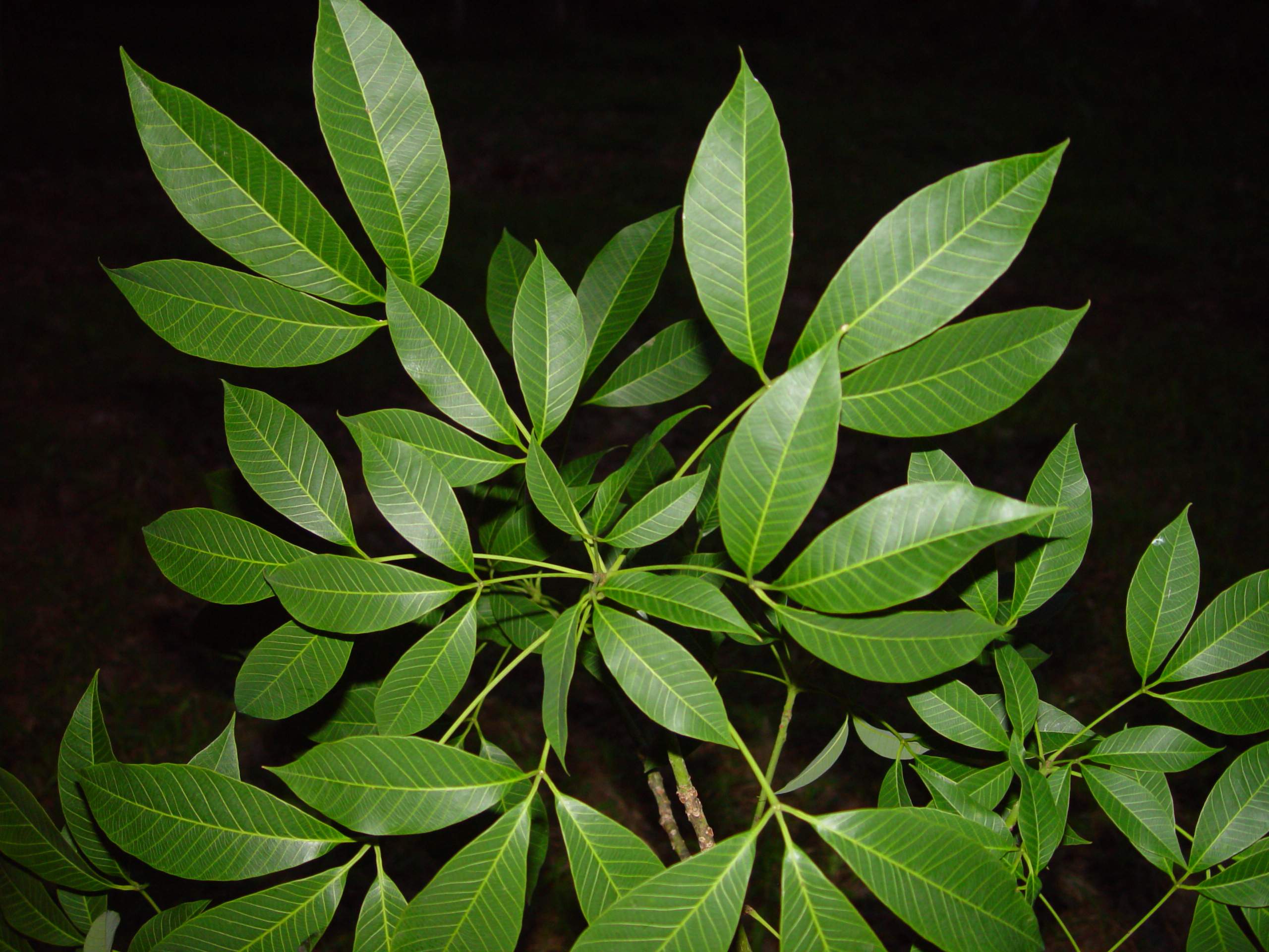 Rubber plant leaf curl