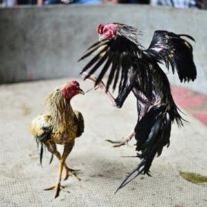 Cockfighting - A study of history, society, and animal treatment