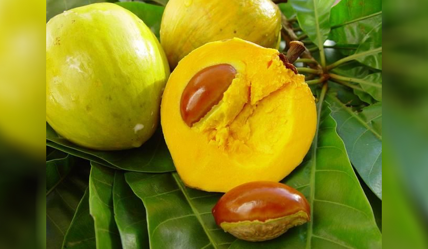 Бам балан фрукт который по вкусу напоминает. Ягода Марула. Марула фрукт. Желтый фрукт на дереве. Желтый экзотический фрукт название.