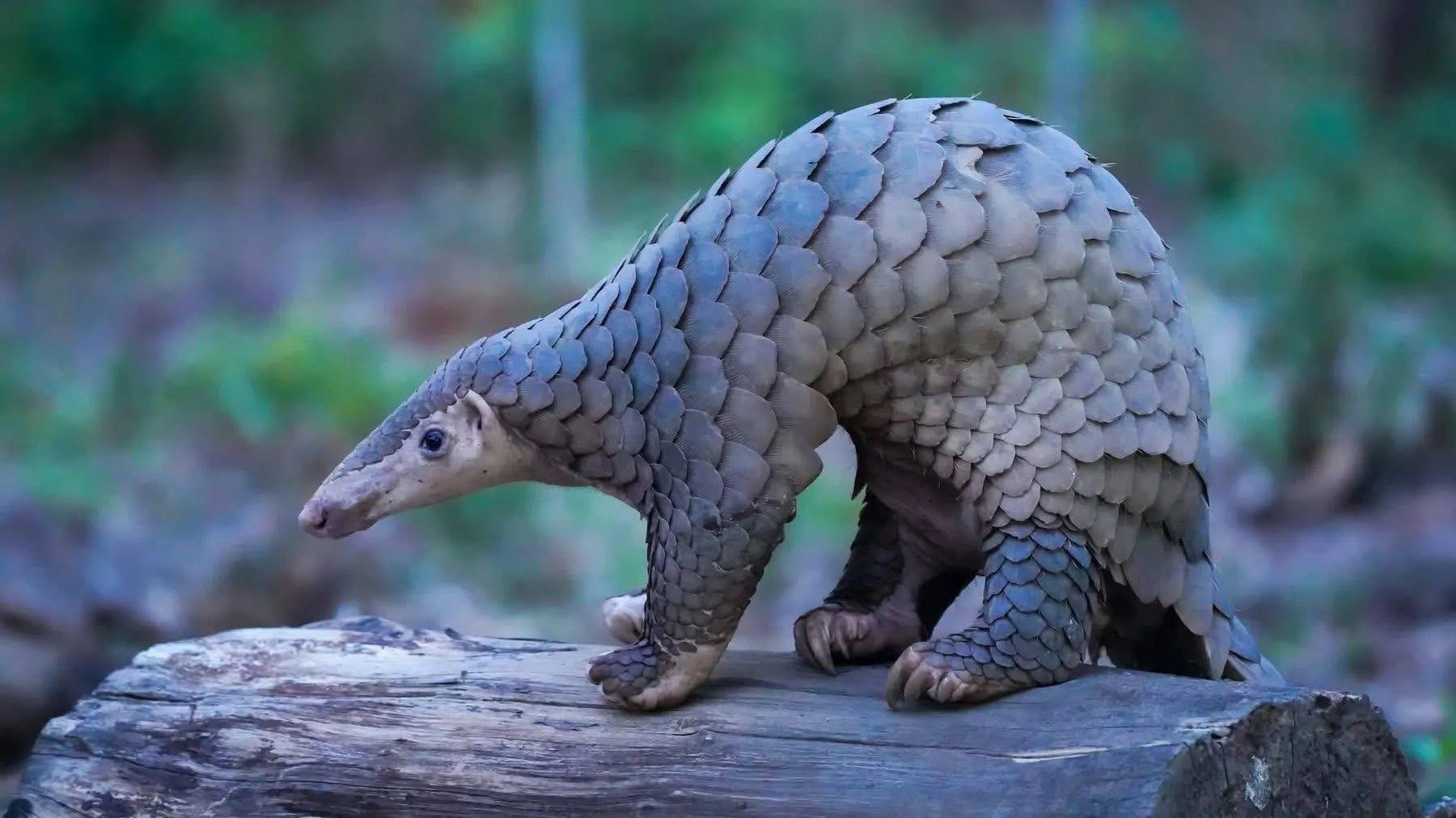 ពង្រូលជិតផុតពូជ